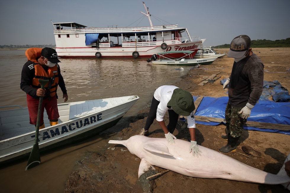 Un delfino di fiume morto esaminato da tre persone sulla riva del lago Tefé