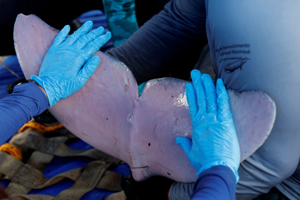 La coda di un delfino di fiume tenuta ferma dalle mani di un ricercatore che indossa guanti di gomma