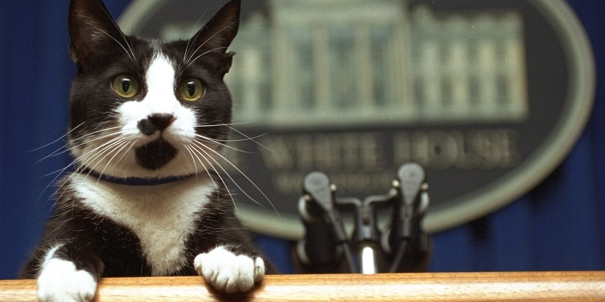 Socks, il gatto dell'allora presidente Bill Clinton alla Casa Bianca nel 1994 (AP Photo/Marcy Nighswander, File)