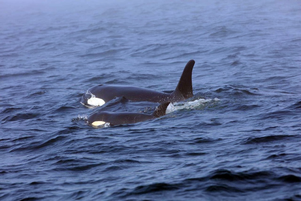 Un'orca in mare vicino al suo cucciolo