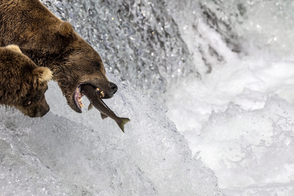 Un orso addenta al volo un salmone che risale il fiume controcorrente 