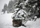 Una mucca si ripara dalla neve sotto un albero