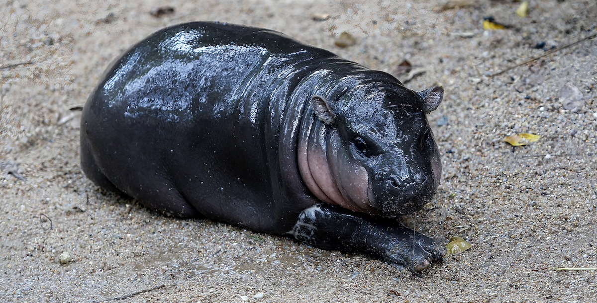 La cucciola di ippopotamo pigmeo (Chaiwat Subprasom/SOPA Images via ZUMA/Ansa)