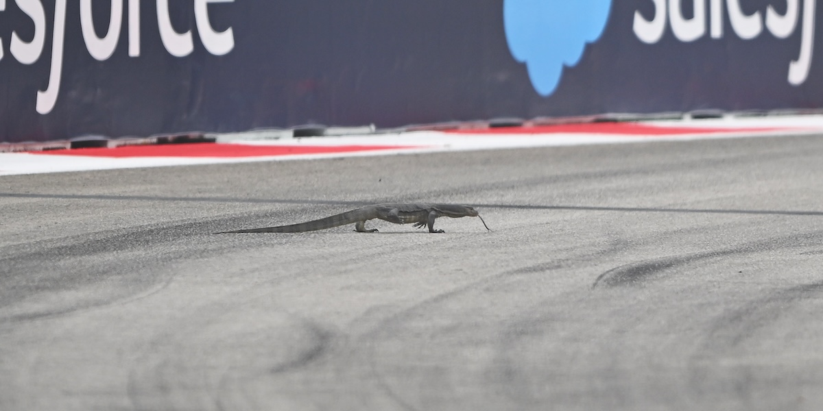 Un varano percorre la pista del circuito