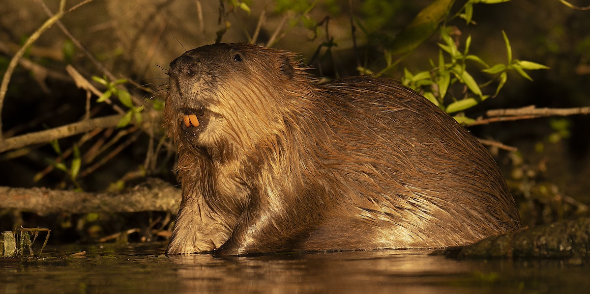 Un castoro sul bordo dell'acqua con dietro delle piante