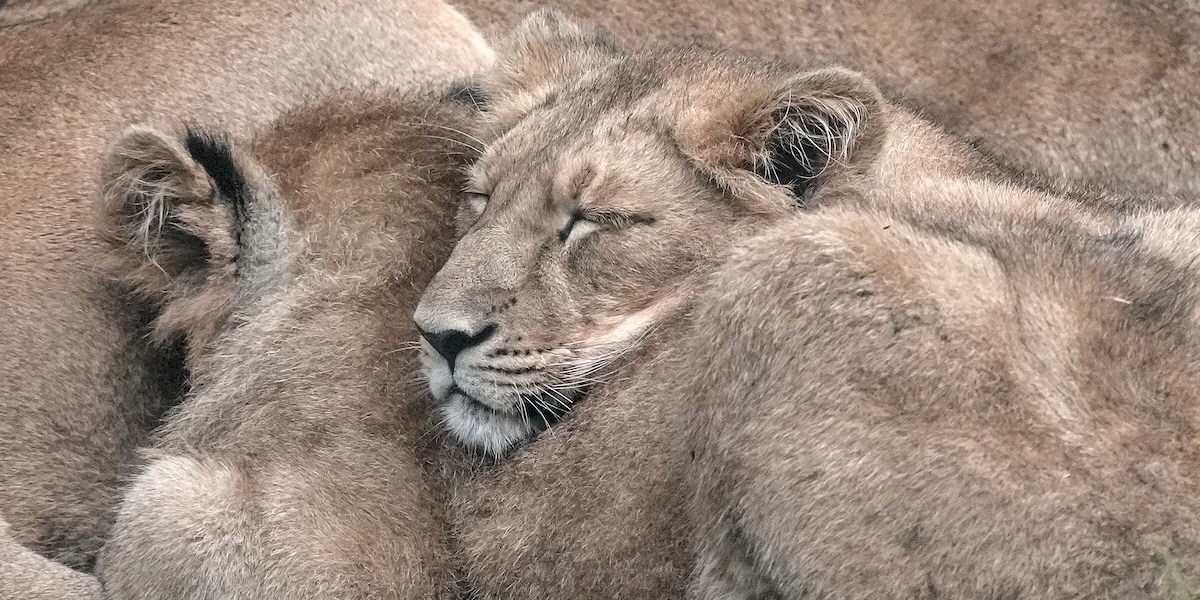 Giovani leoni dormono allo zoo di Colonia, Germania
(AP Photo/Martin Meissner)