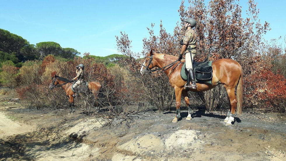 Militari a cavallo del reggimento Lancieri di Montebello nella pineta di Castel Fusano, a Roma, il 24 agosto 2017 (foto Ansa/Ufficio stampa)