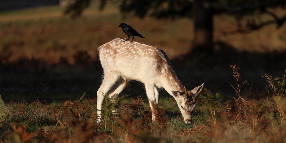 Una cornacchia sulla schiena di un daino, a Richmond Park, Londra, Inghilterra 
(REUTERS/Mina Kim)