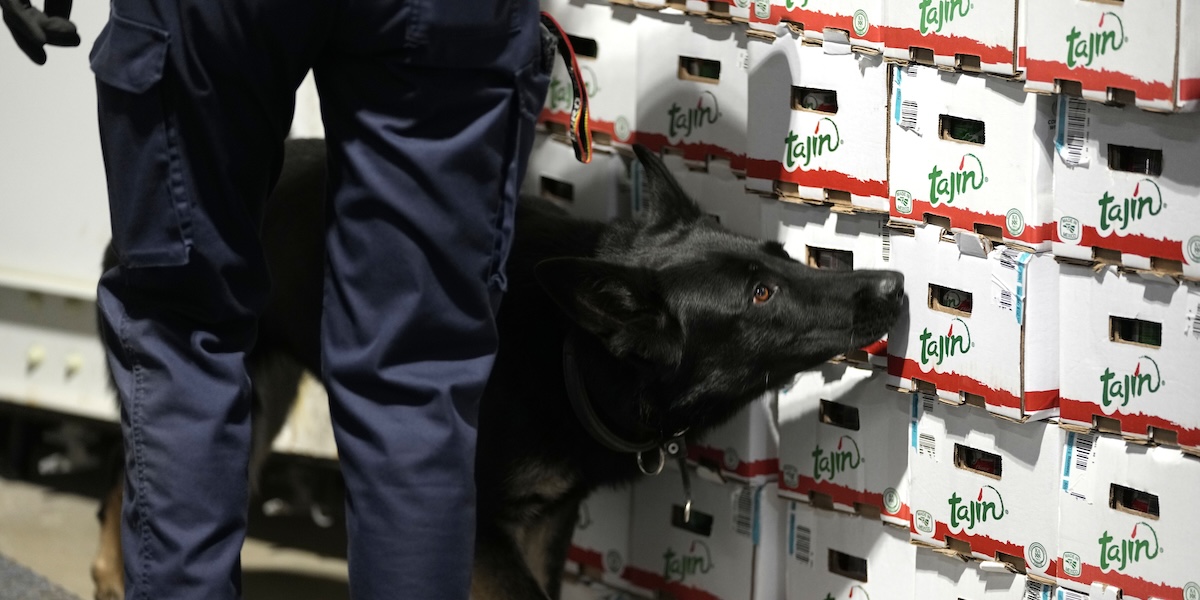 Un agente doganale con un cane antidroga al porto di Anversa, 17 agosto 2022 (AP Photo/ Virginia Mayo)