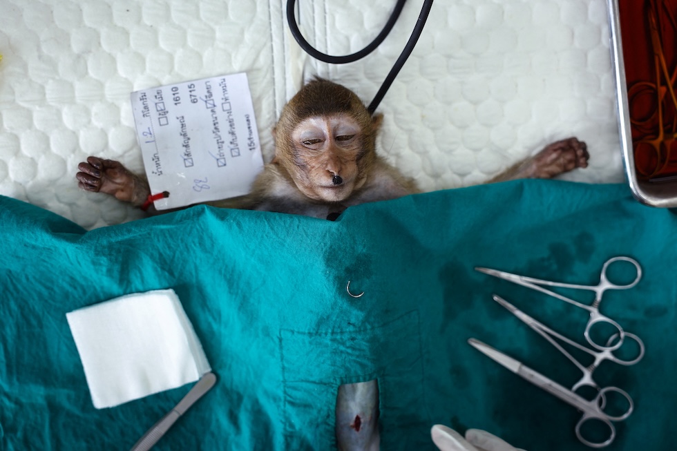 Un cucciolo di macaco sedato mentre i veterinari eseguono una procedura di sterilizzazione