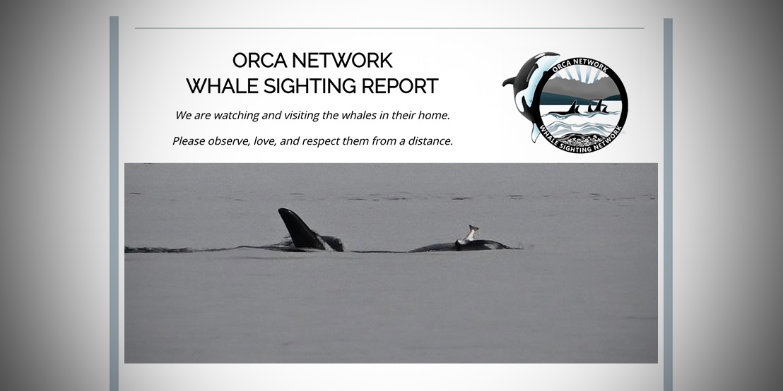 (Orca Network)