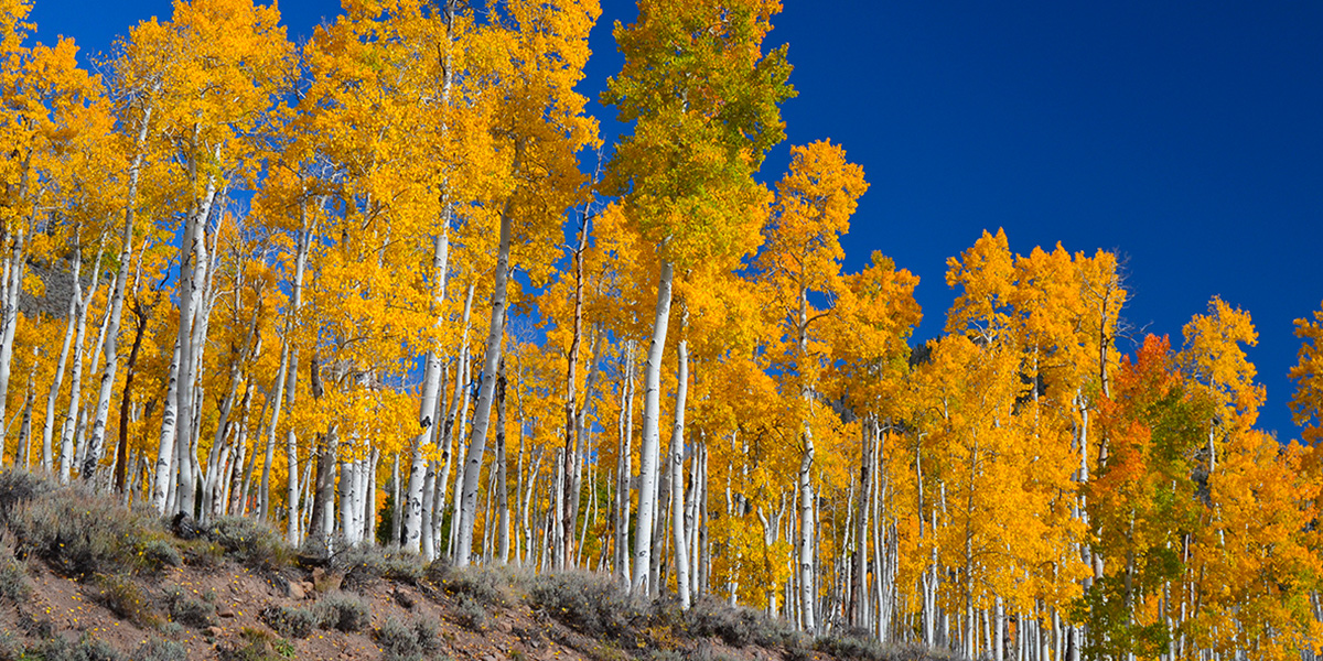 Una porzione di Pando (Wikimedia)