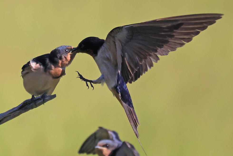 Una rondine in volo nutre un suo pullo fermo su un ramo